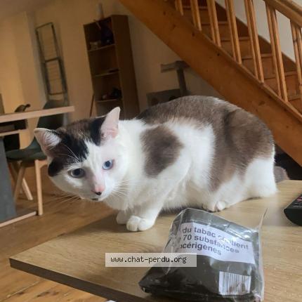 Foto 1/1 Simon Chat perdido en Saint maixent l ecole