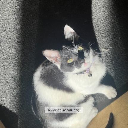 Foto 1/1 Ulyss Chat perdido en Baule