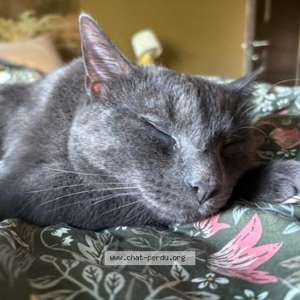 Foto 1/1 Sedaï Chat perdido en Luxembourg