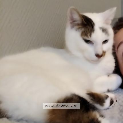 Foto 1/1 Pim's Chat perdido en Les montils