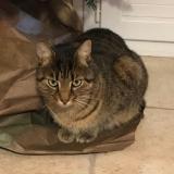 Foto del gato perdido en Pyla