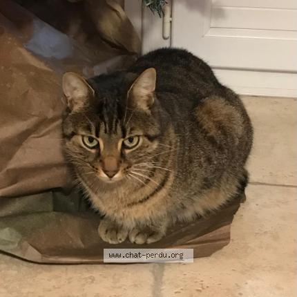 Foto 1/1 Mickey Chat perdido en Pyla