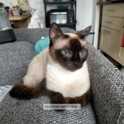 Foto 1/1 Brookie Chat perdido en Crozon