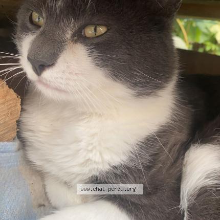 Foto 1/1 Nono Chat perdido en Bellevaux