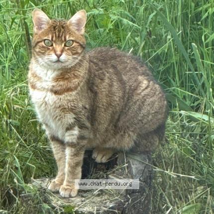Foto 1/1 Mimi Chat perdido en Neronde