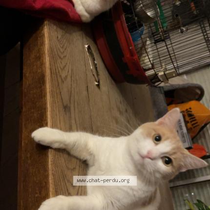 Foto 1/1 Polux Chat perdido en Melicourt