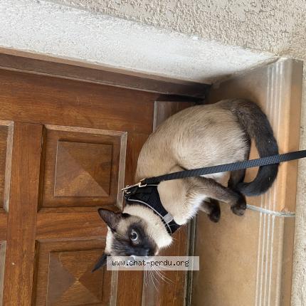 Foto 1/1 Assad Chat perdido en Montpellier