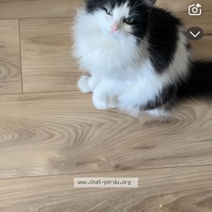 Foto 1/1 Jannah Chat perdido en Bourg en bresse