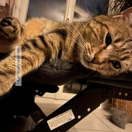 Foto 1/1 Namja Chat perdido en Pezilla la riviere