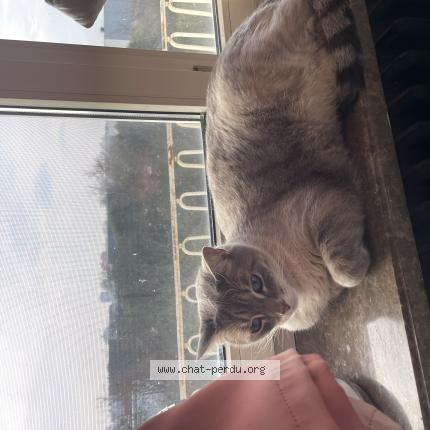 Foto 1/1 Azrael Chat perdido en Schiltigheim