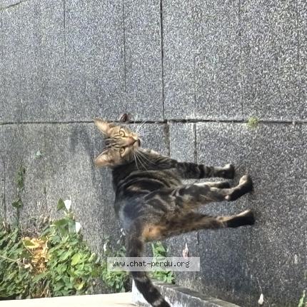 Foto 1/1 Gato encontrado Encontrado en Nanterre