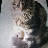 Foto del gato perdido en Morbecque