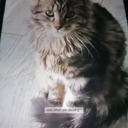 Foto 1/1 Mystic Chat perdido en Morbecque