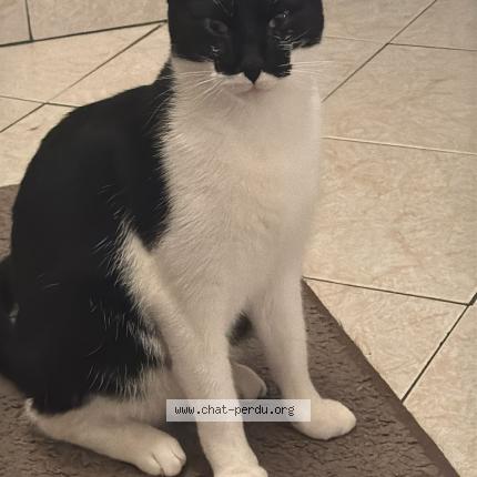 Foto 1/3 Picou Chat perdido en Romainville