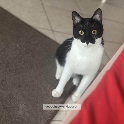 Foto 2/3 Picou Chat perdido en Romainville