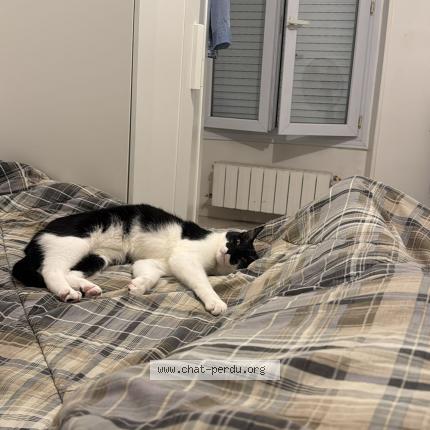 Foto 3/3 Picou Chat perdido en Romainville