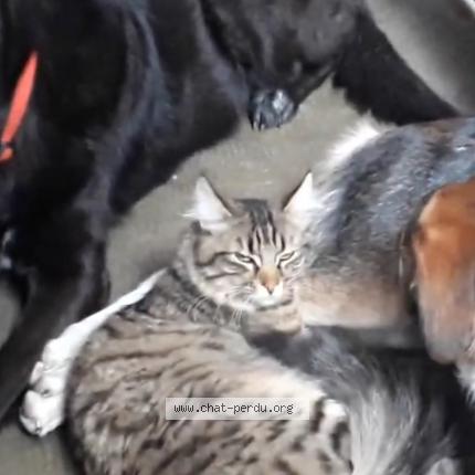 Foto 1/1 Tibou Chat perdido en Bourg saint maurice