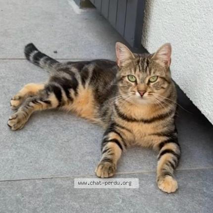 Foto 1/1 Martine Chat perdido en Vaugrineuse