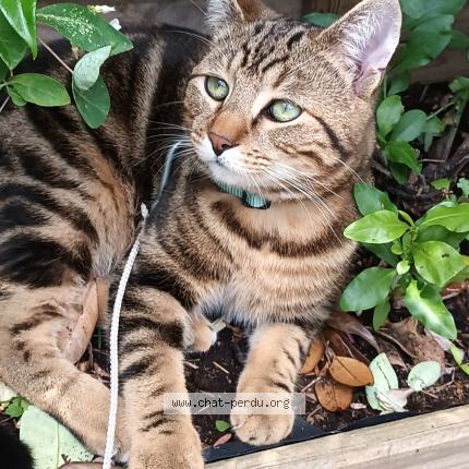 Foto 1/1 OWEN Chat perdido en Pujols