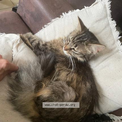 Foto 1/1 MYSTERE Chat perdido en Conflans sainte honorine