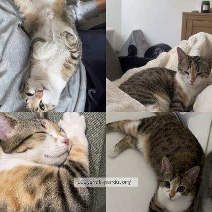 Foto 1/1 CHAUSSETTE Chat perdido en Chateau gontier sur mayenne