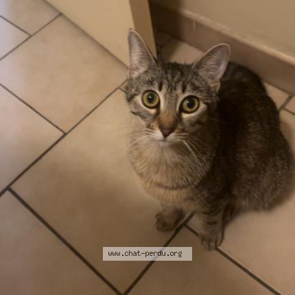 Foto 1/1 Câline Chat perdido en Agen