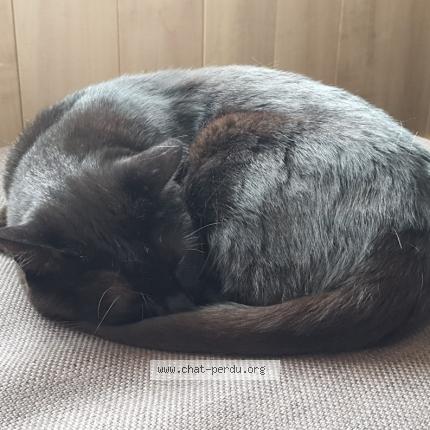 Foto 1/1 Moka Chat perdido en La teste de buch