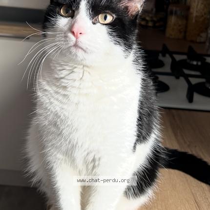 Foto 2/4 Balou Chat perdido en Baccarat