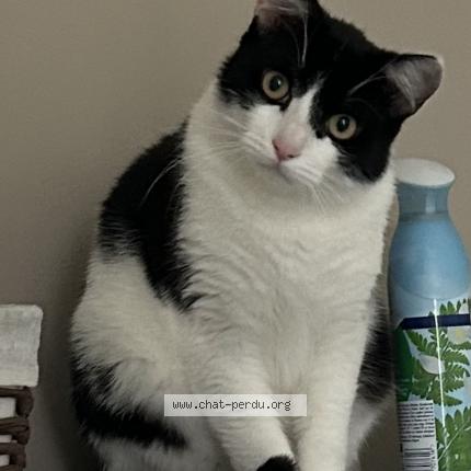 Foto 3/4 Balou Chat perdido en Baccarat