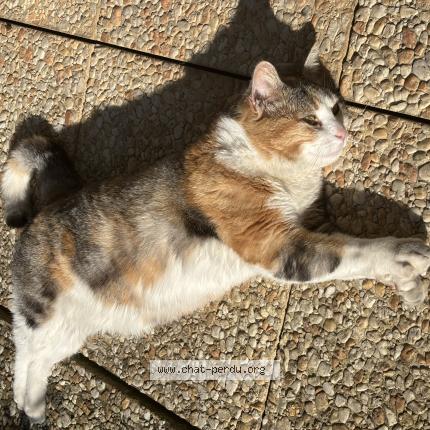 Foto 1/1 Shiva Chat perdido en Carrieres sur seine