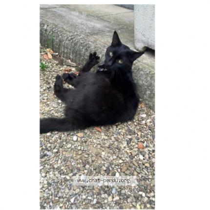 Foto 1/1 ZORRO Chat perdido en Frethun