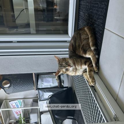 Foto 1/1 Kayla Chat perdido en Toulouse
