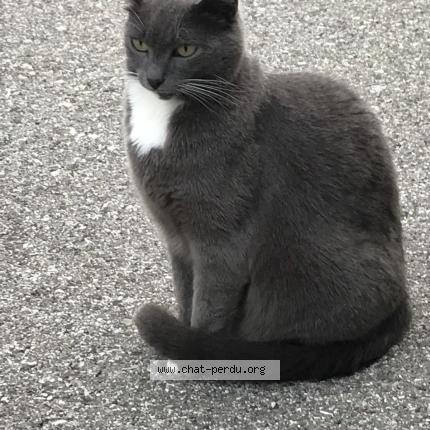 Foto 1/1 Pirouette Chat perdido en Corsier sur vevey