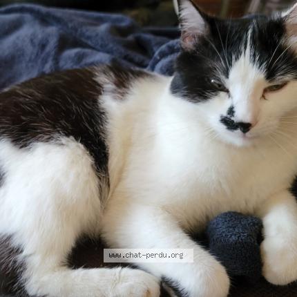 Foto 1/1 Mimi Chat perdido en Lezignan corbieres