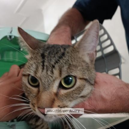 Foto 1/1 Gato encontrado Encontrado en Bruxelles