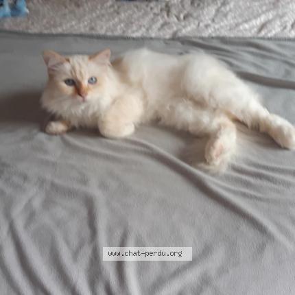 Foto 1/1 Kiri Chat perdido en Nice