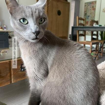 Foto 1/1 Looping Chat perdido en Balma