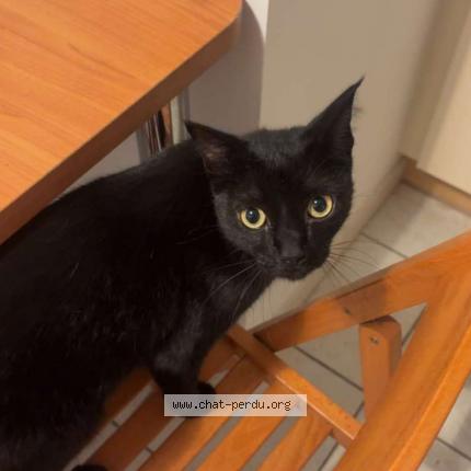 Foto 1/1 Locky Chat perdido en Valreas