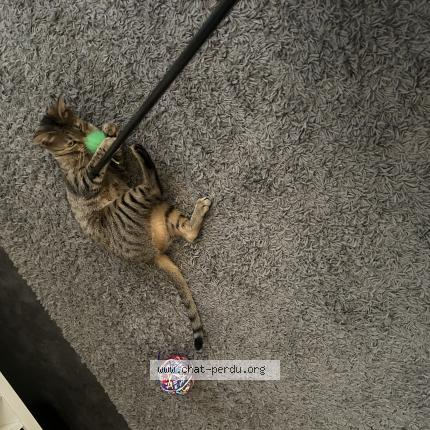 Foto 1/1 Esquimo Chat perdido en Gagny