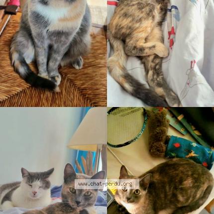 Foto 1/1 Mew Chat perdido en Le conquet