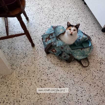 Foto 1/2 Caramel Chat perdido en Saint michel en greve