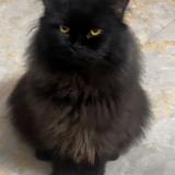 Foto del gato perdido en Bhopal