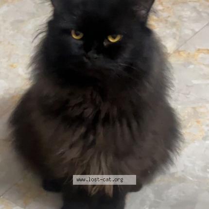 Foto 1/1 Bhageera Chat perdido en Bhopal