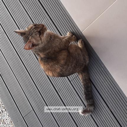 Foto 1/1 Gato encontrado Encontrado en Calenzana