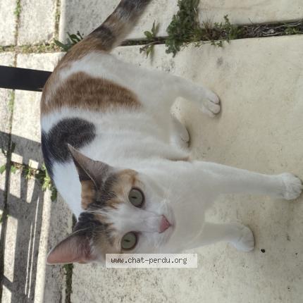 Foto 1/1 Gimli Chat perdido en Saint nauphary