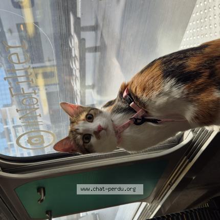 Foto 1/1 Harmonie Chat perdido en Mouvaux