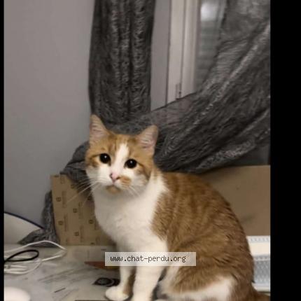 Foto 1/1 Maiko Chat perdido en Faverges de la tour