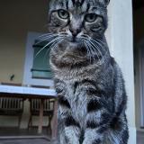 Foto del gato perdido en La Cadiere