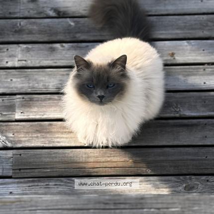 Foto 1/1 Rabbie Chat perdido en Pau