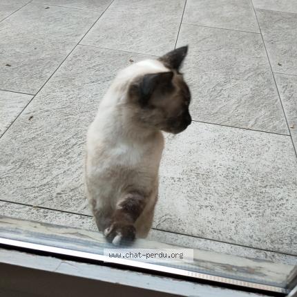 Foto 1/1 Gato encontrado Encontrado en Paris cedex 11